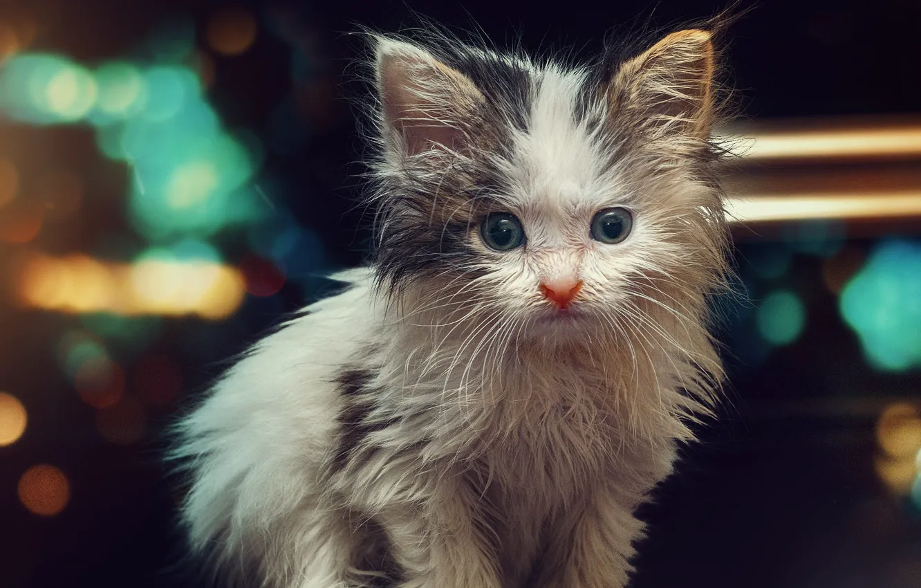 Photo wallpaper cat, white, look, lights, the dark background, wet, baby, kitty