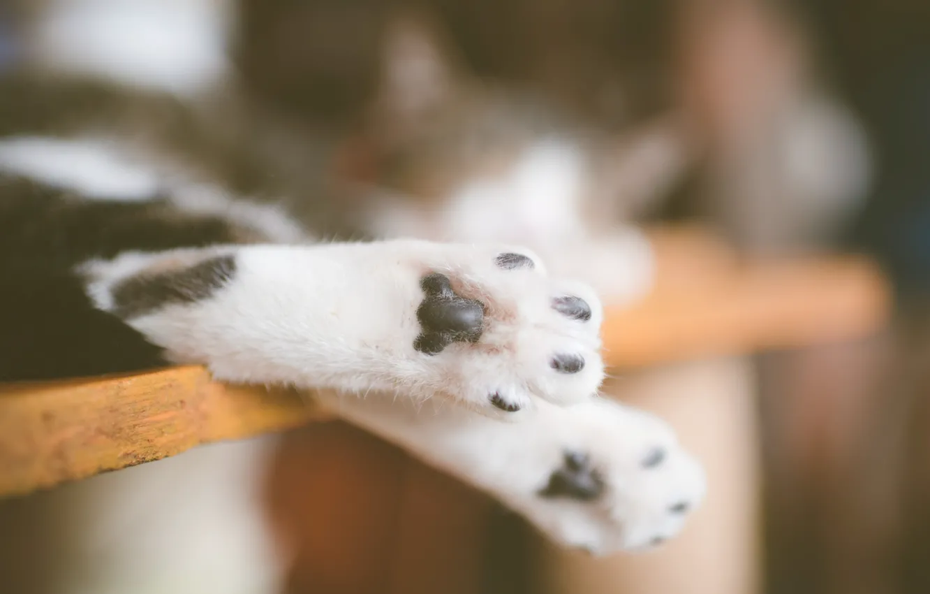 Photo wallpaper cat, legs, paws, cat