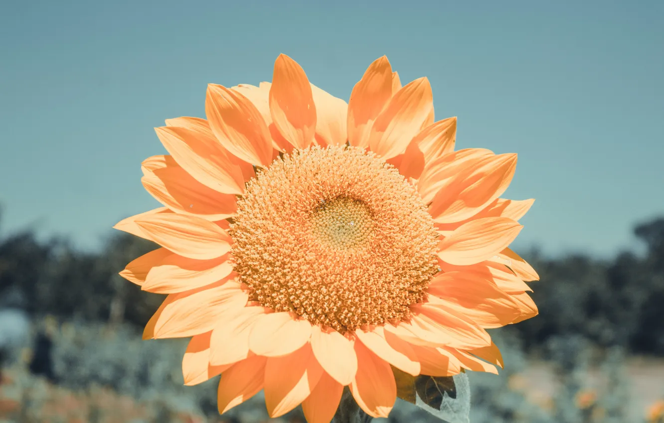 Photo wallpaper orange, plant, petals