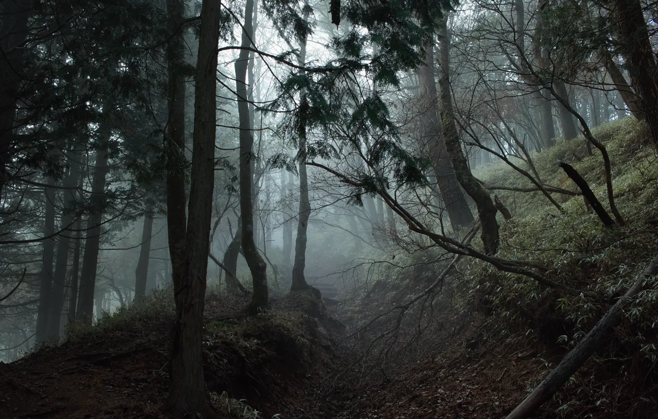 Photo wallpaper forest, trees, nature, fog, Japan, Japan, path, Kanagawa Prefecture