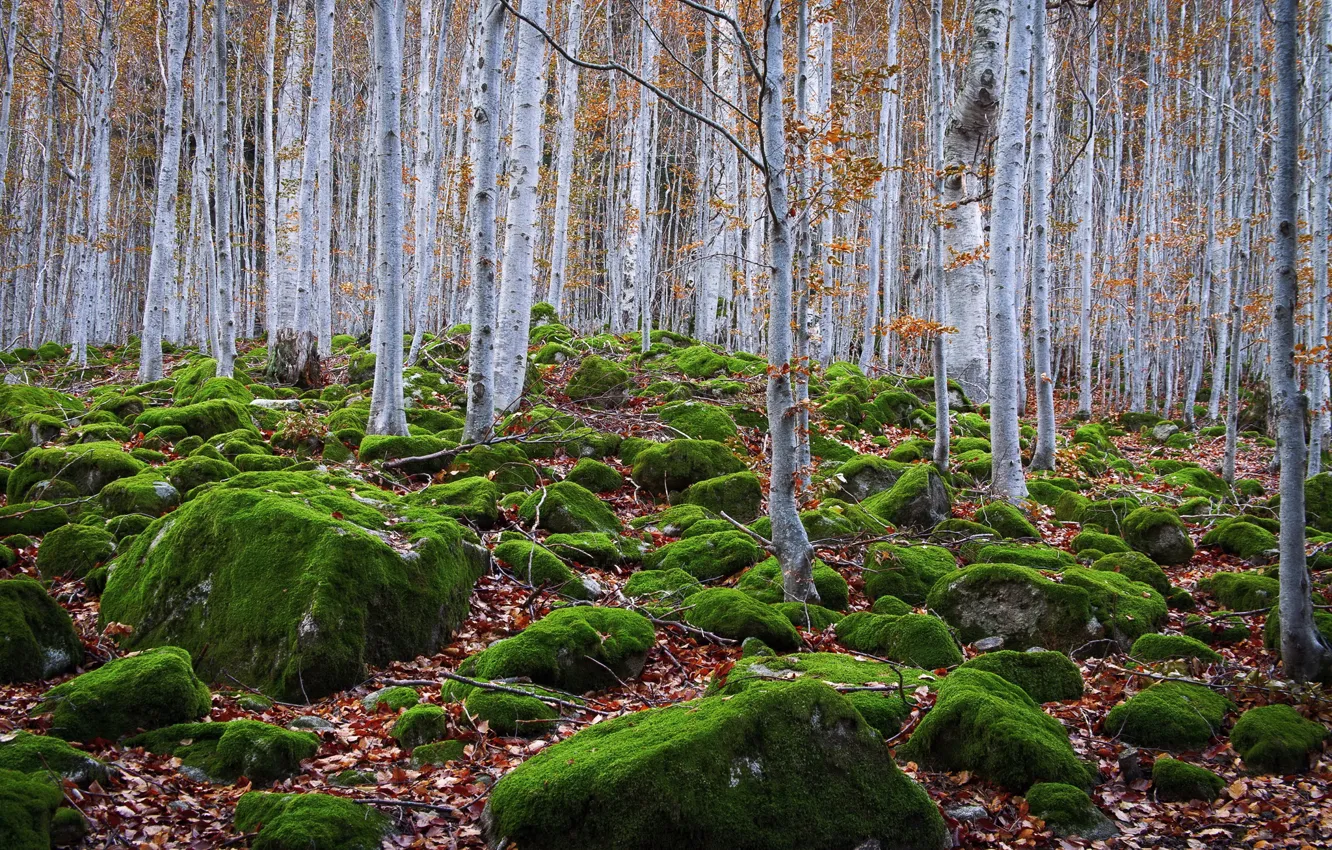 Photo wallpaper forest, trees, stones, moss