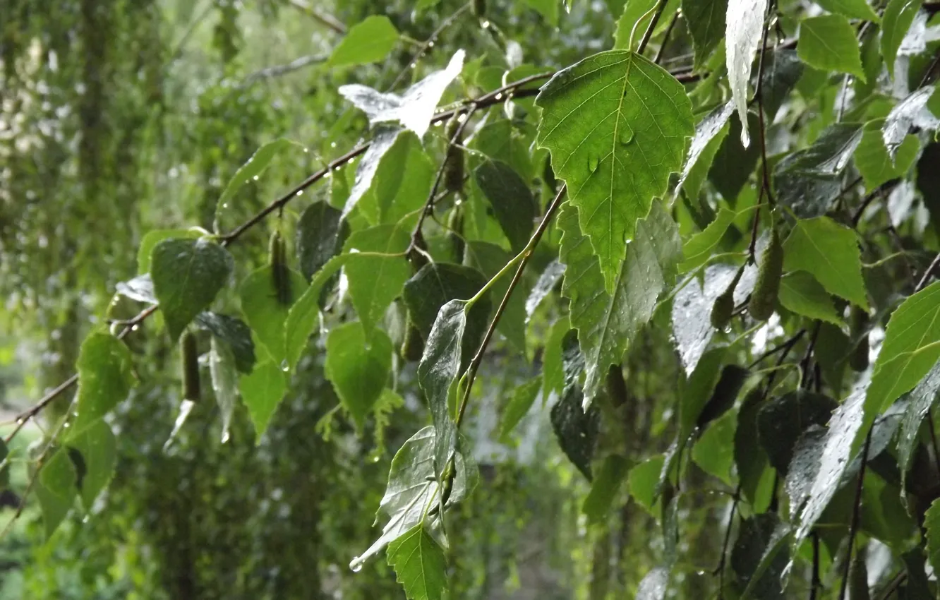 Photo wallpaper summer, rain, birch