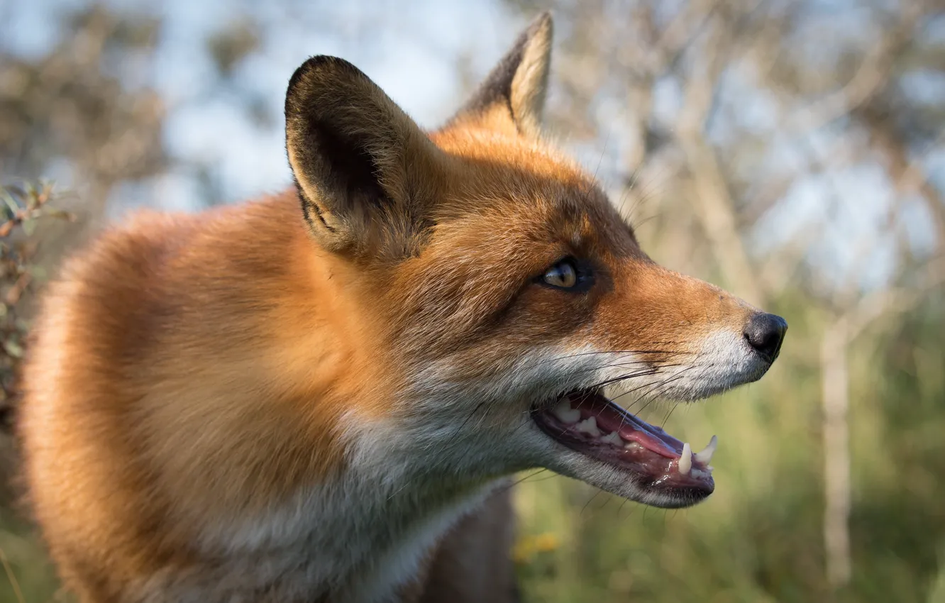 Photo wallpaper look, face, portrait, mouth, Fox, profile, teeth