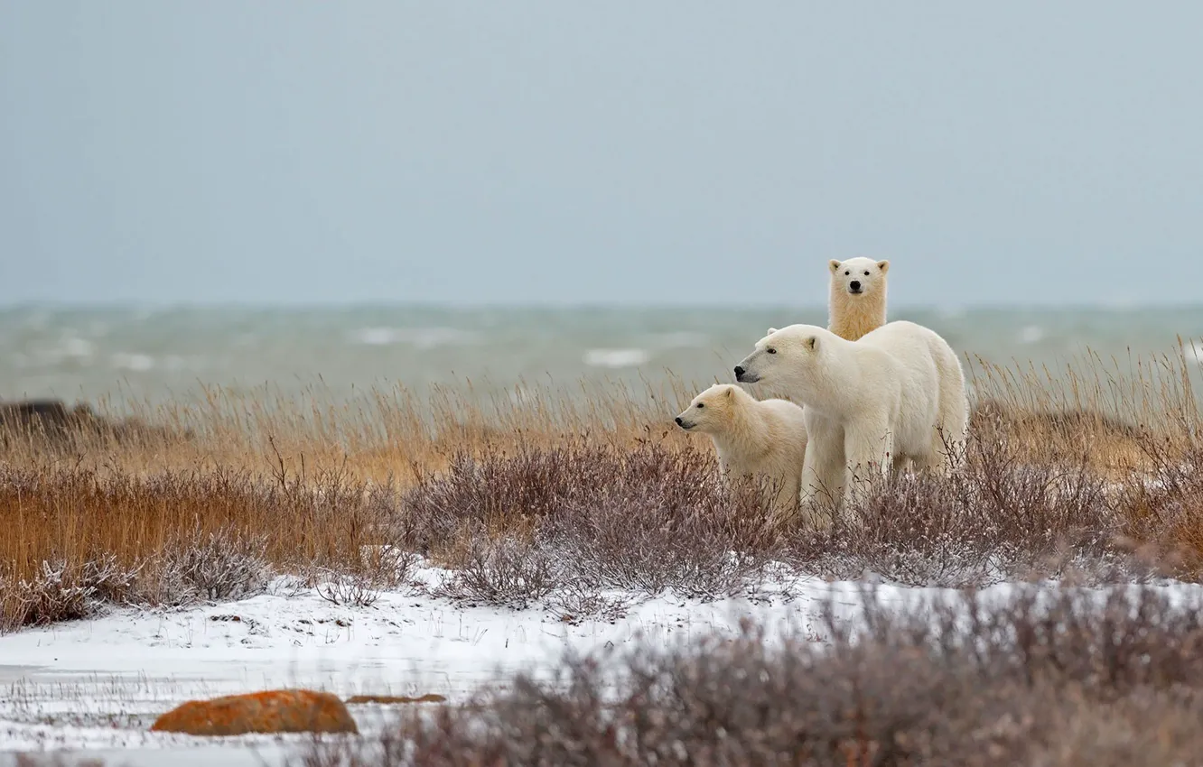 Photo wallpaper family, Canada, polar bear, Manitoba