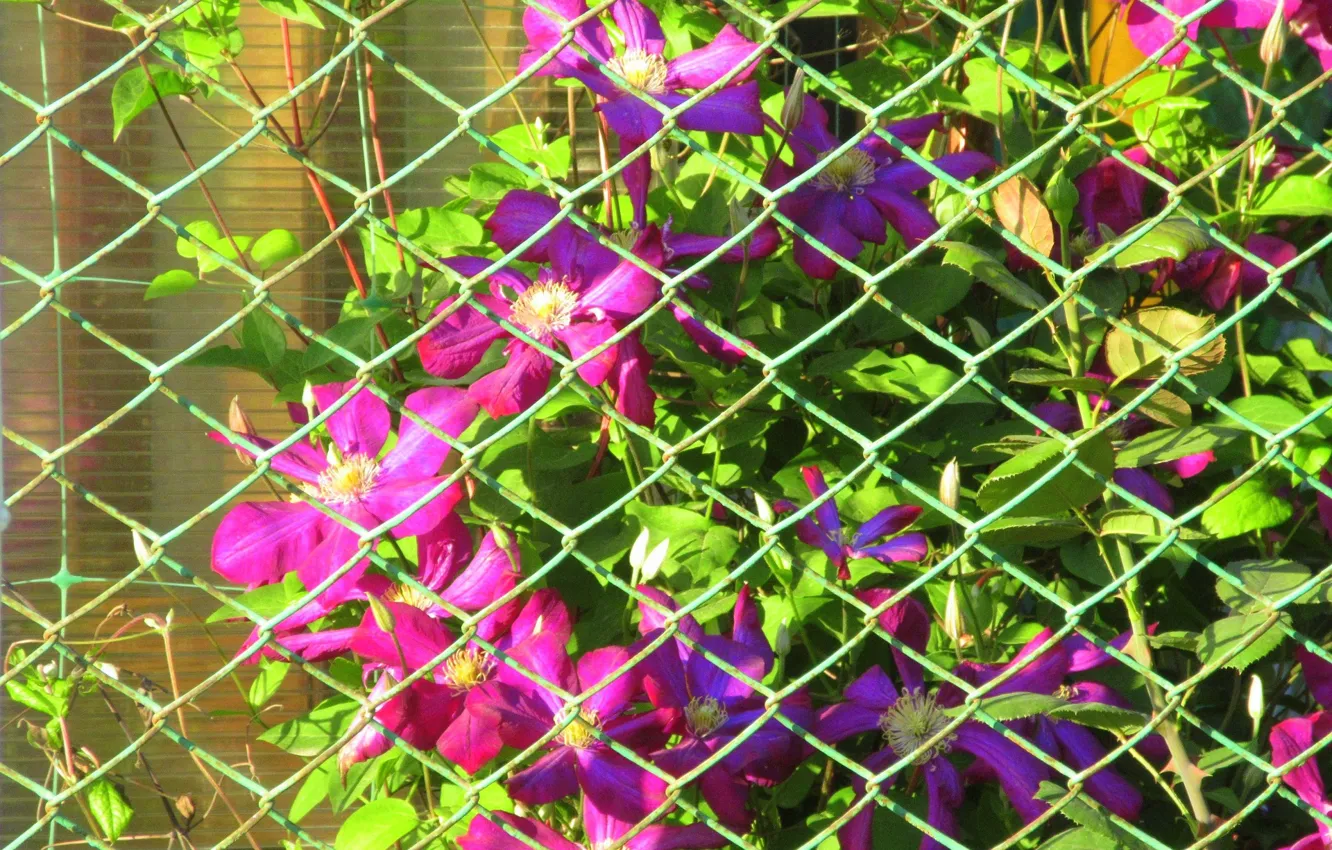 Photo wallpaper flowers, mesh, clematis, spring 2018, Meduzanol ©