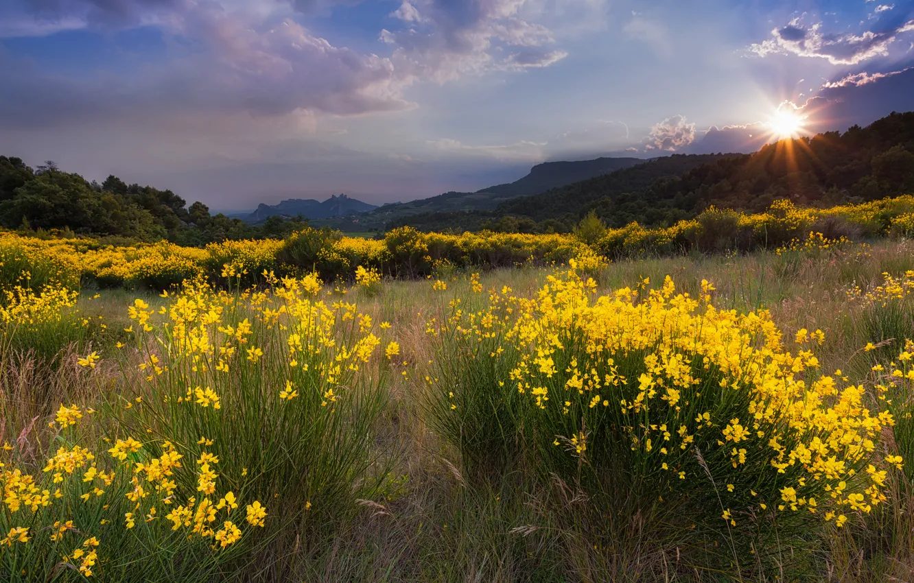 Photo wallpaper grass, the sun, clouds, trees, landscape, sunset, flowers, mountains