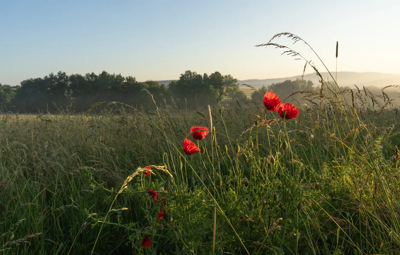 Photo wallpaper field, forest, Maki