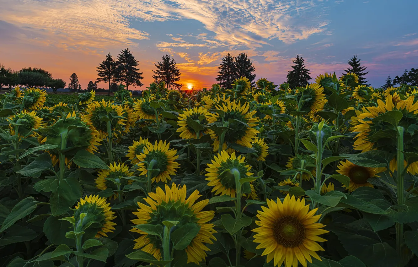 Photo wallpaper field, the sky, the sun, sunflowers, sunset