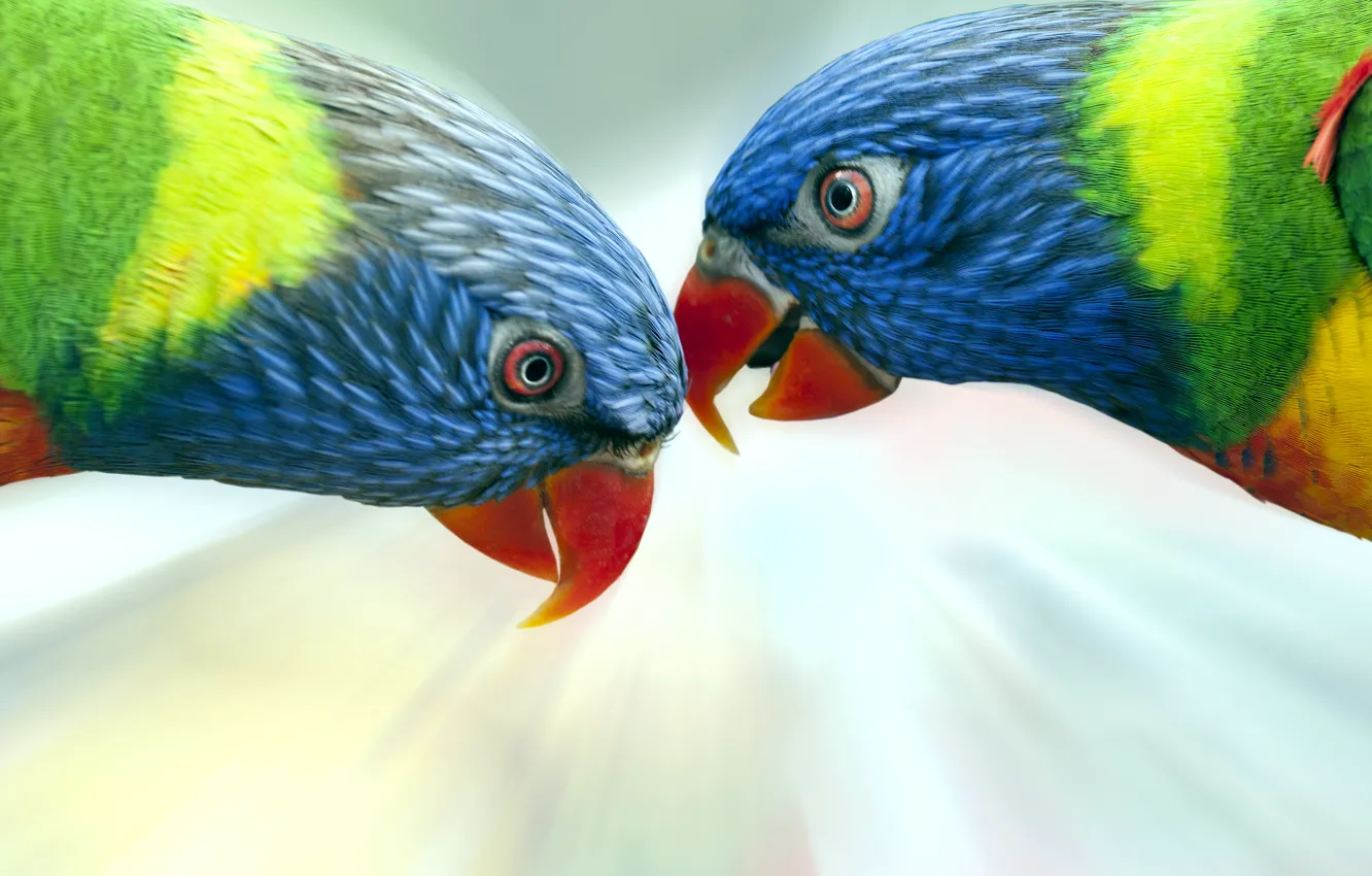 Photo wallpaper birds, parrots, colorful