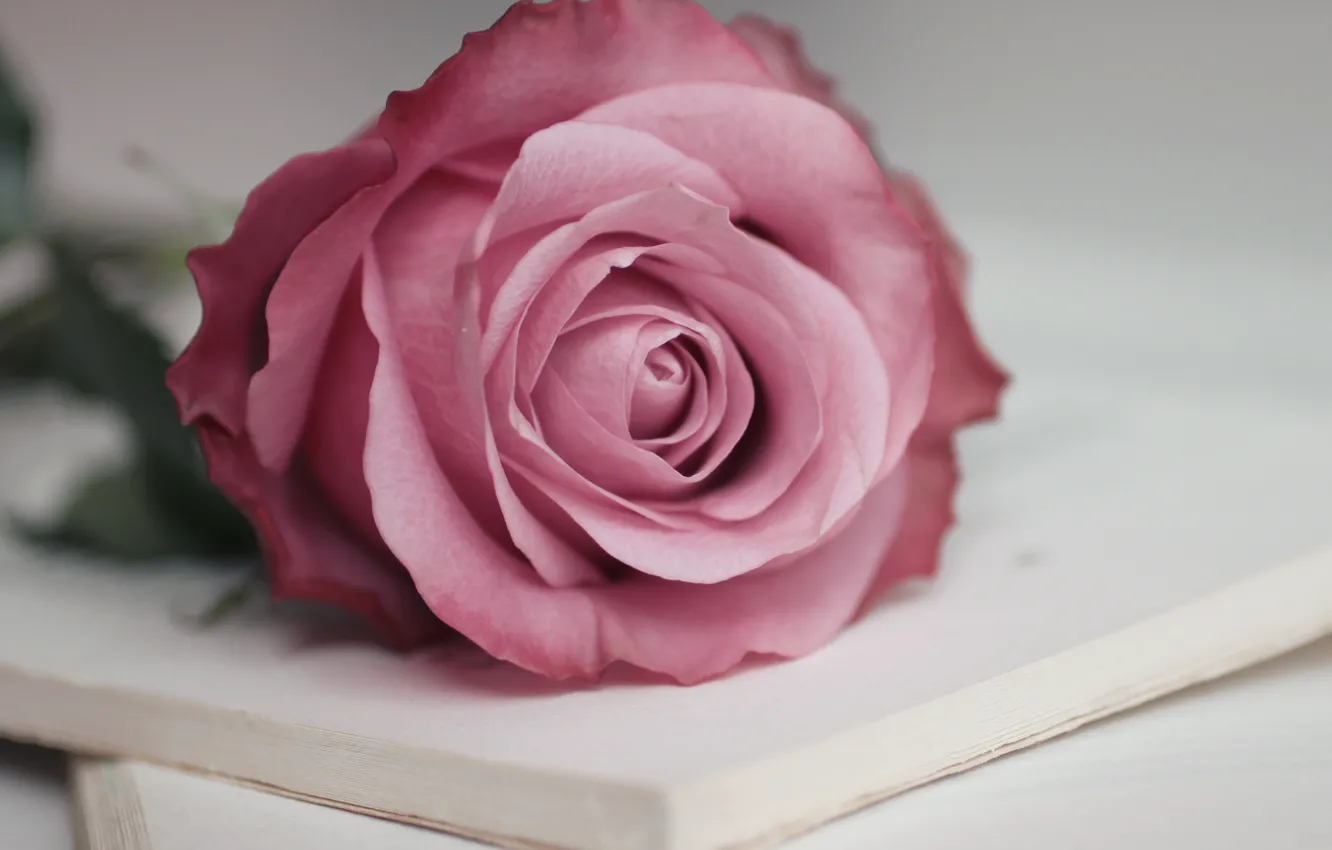 Photo wallpaper white, background, roses, petals, book