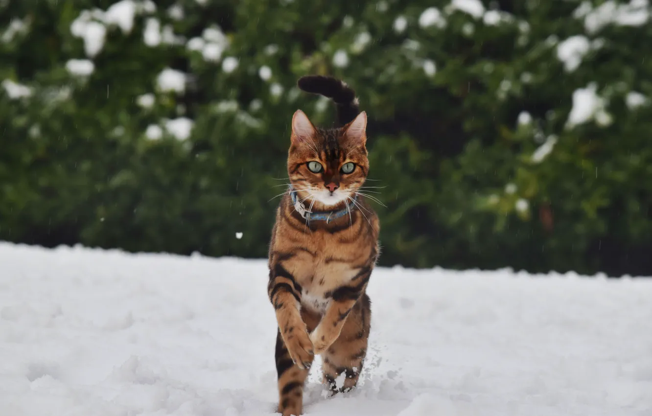 Photo wallpaper cat, winter, snow
