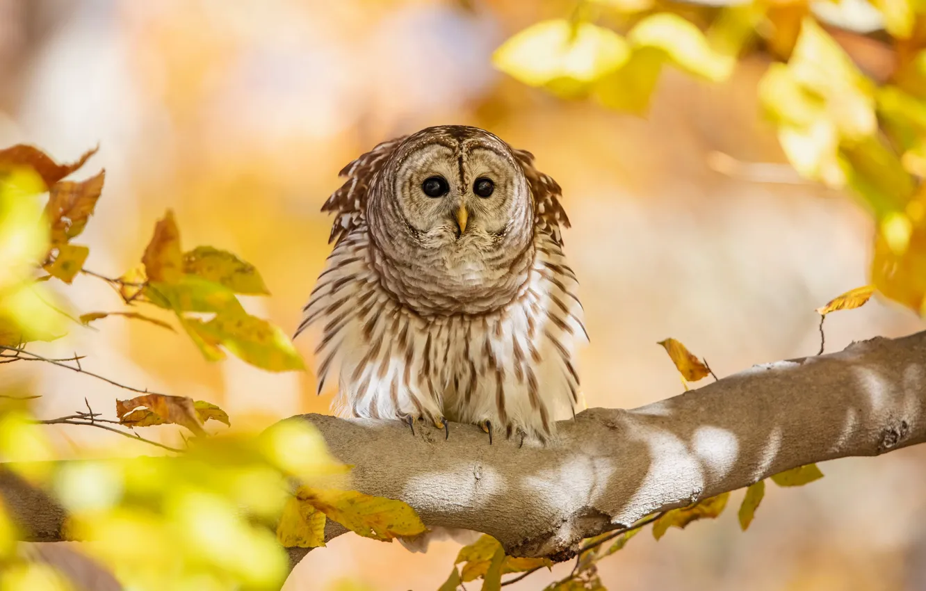 Photo wallpaper autumn, owl, bird, yellow leaves, branch