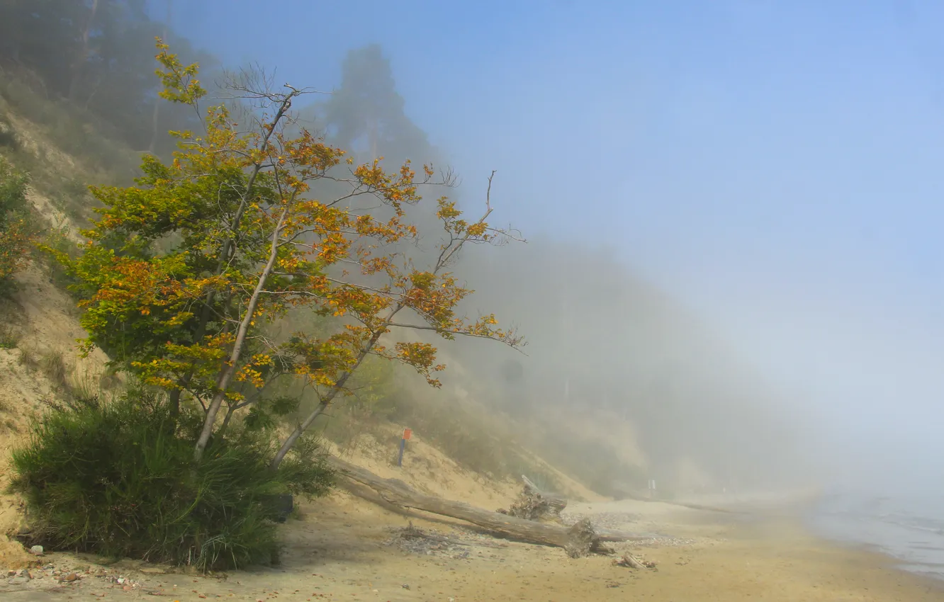 Photo wallpaper beach, trees, fog