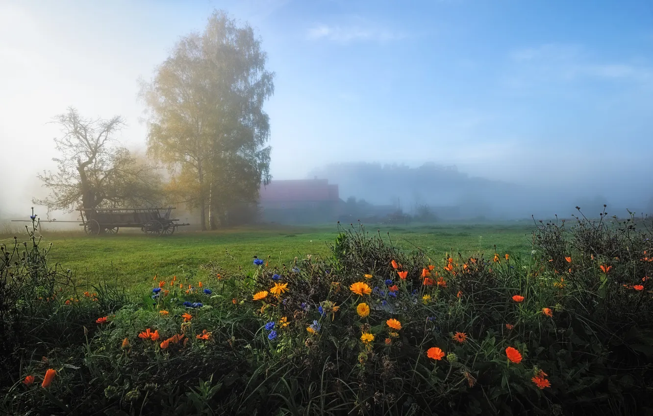 Photo wallpaper field, summer, trees, flowers, fog, morning, house, cart