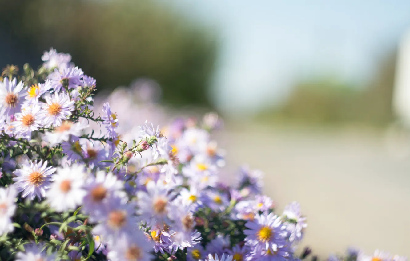 Photo wallpaper flowers, bouquet, blur, Daisy