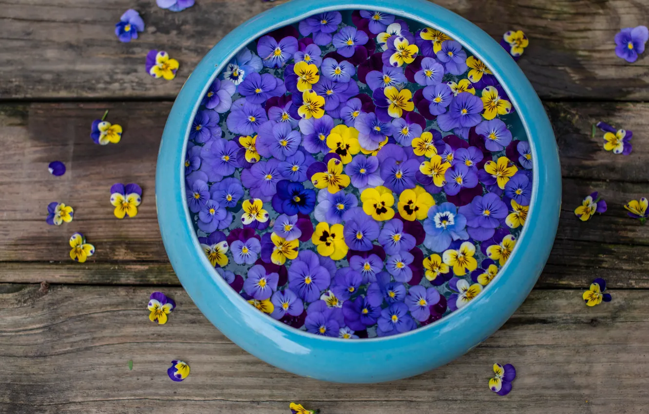 Photo wallpaper water, flowers, yellow, Board, bowl, Pansy, a lot, in the water