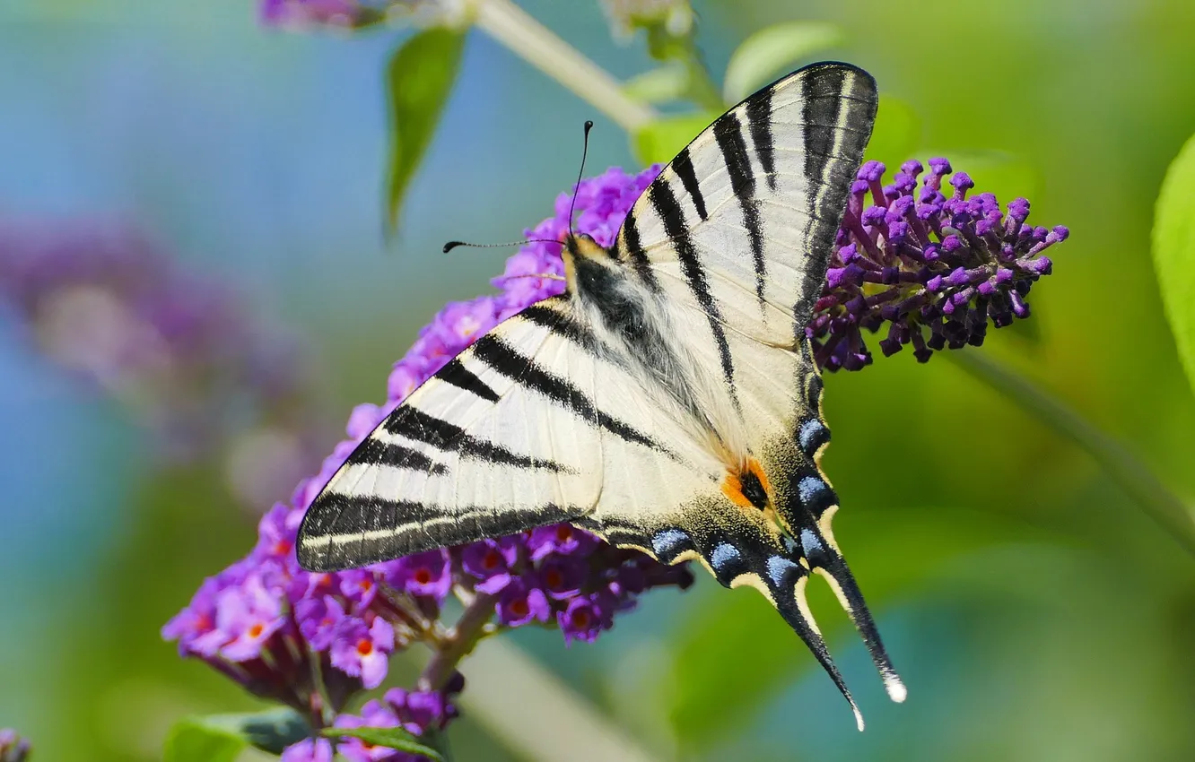 Photo wallpaper flowers, macro, butterfly, wings, beautiful, closeup, dovetail