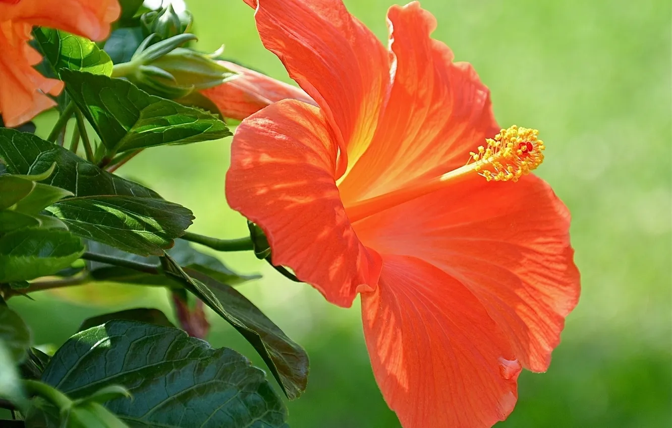 Photo wallpaper macro, hibiscus, Chinese rose