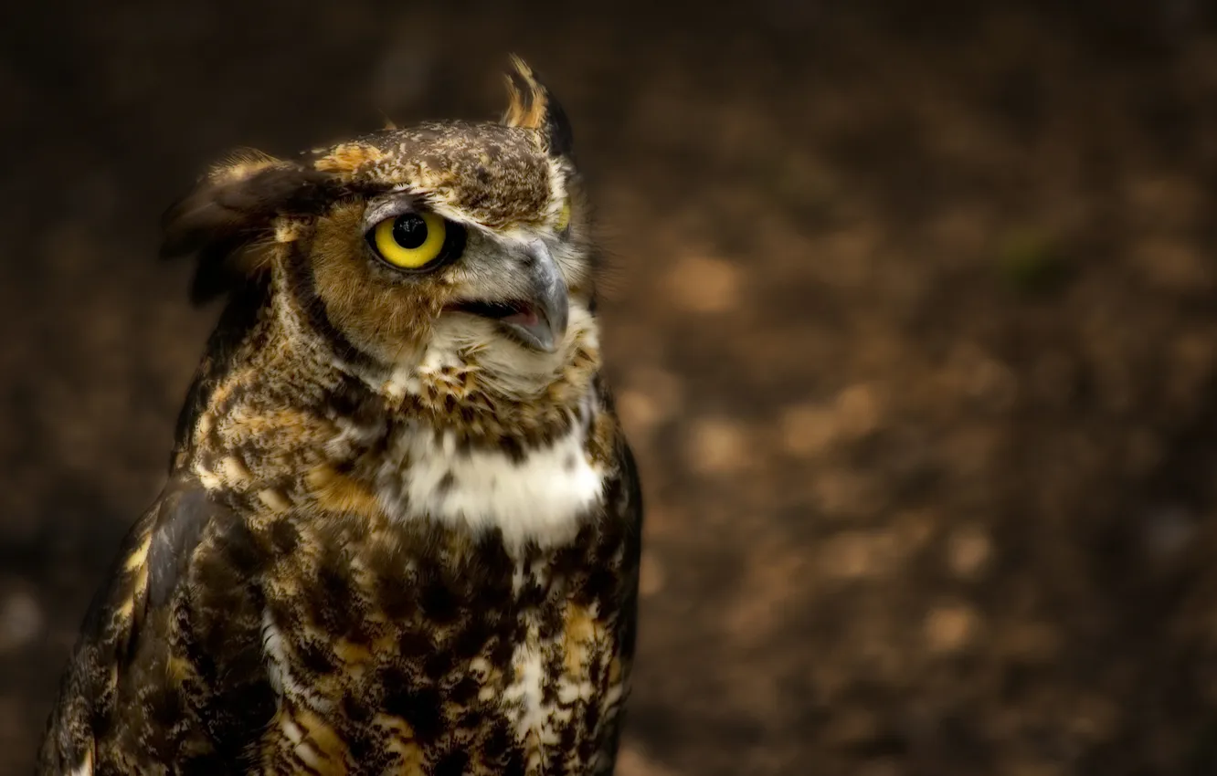 Photo wallpaper owl, eared, Great Horned Owl