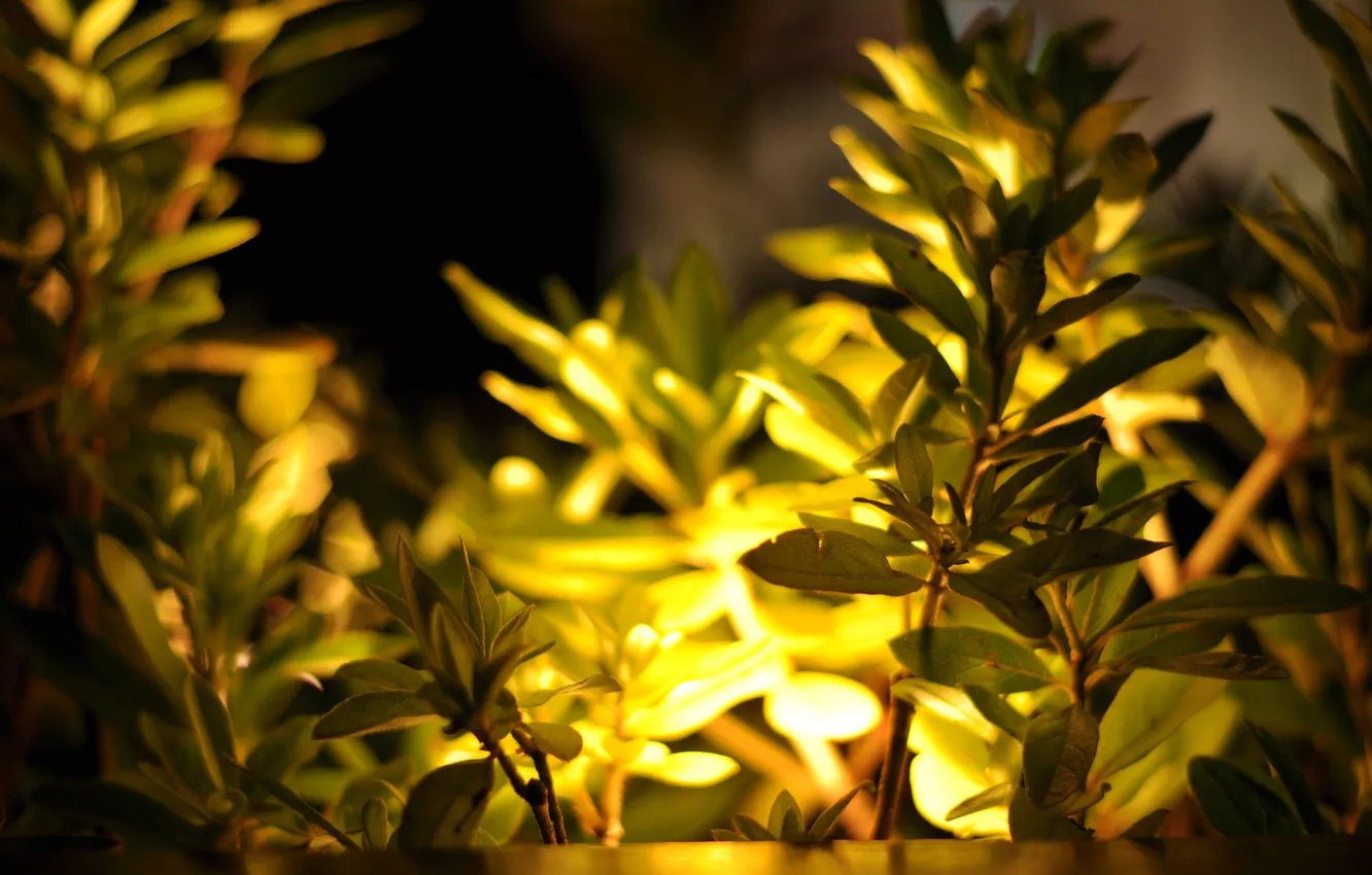 Photo wallpaper leaves, light, yellow, nature, foliage