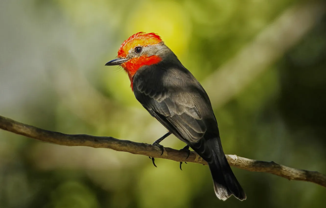 Photo wallpaper branches, bird, color, feathers, beak, tail
