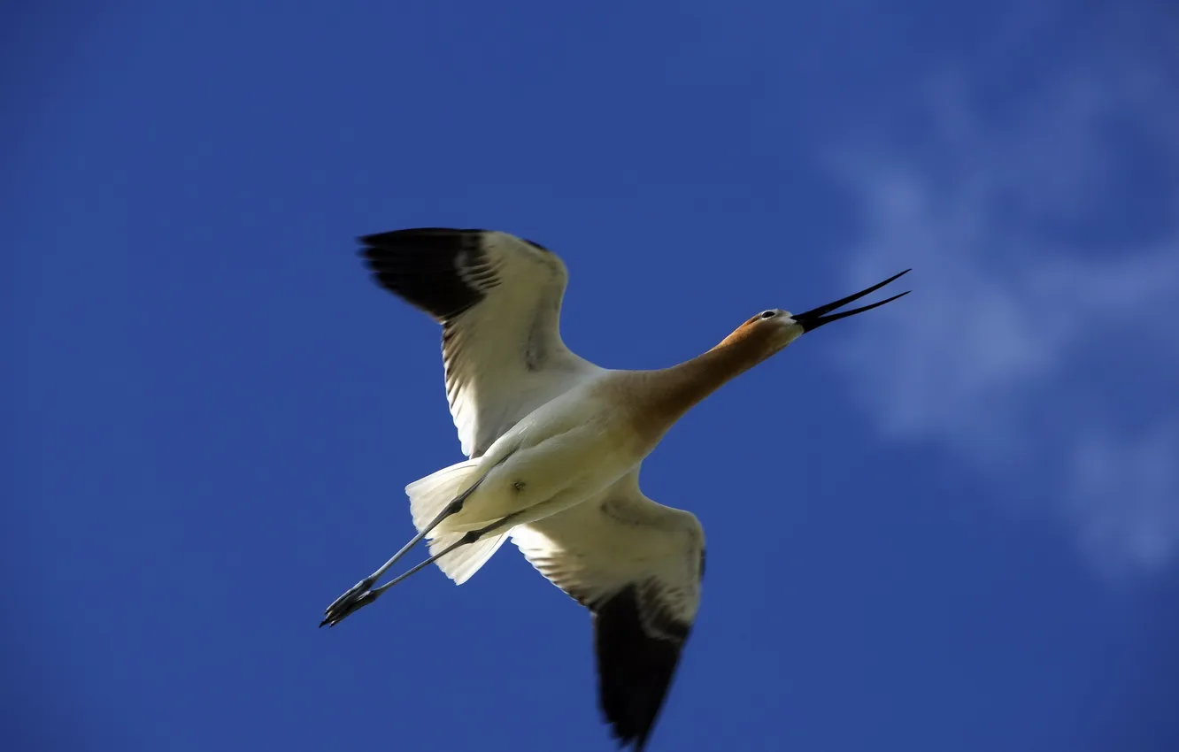 Wallpaper the sky, bird, flight for mobile and desktop, section ...