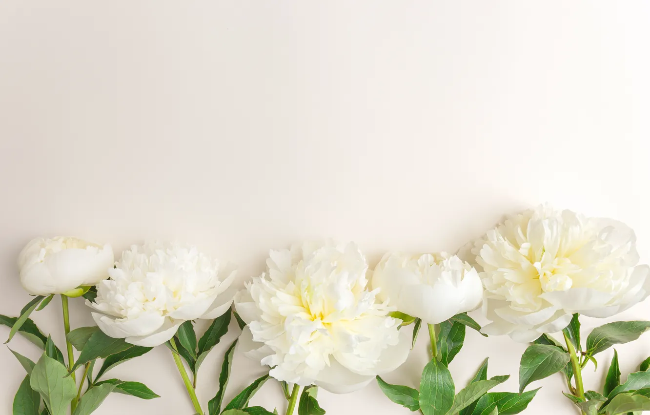 Photo wallpaper flowers, white, white, flowers, beautiful, peonies, peonies