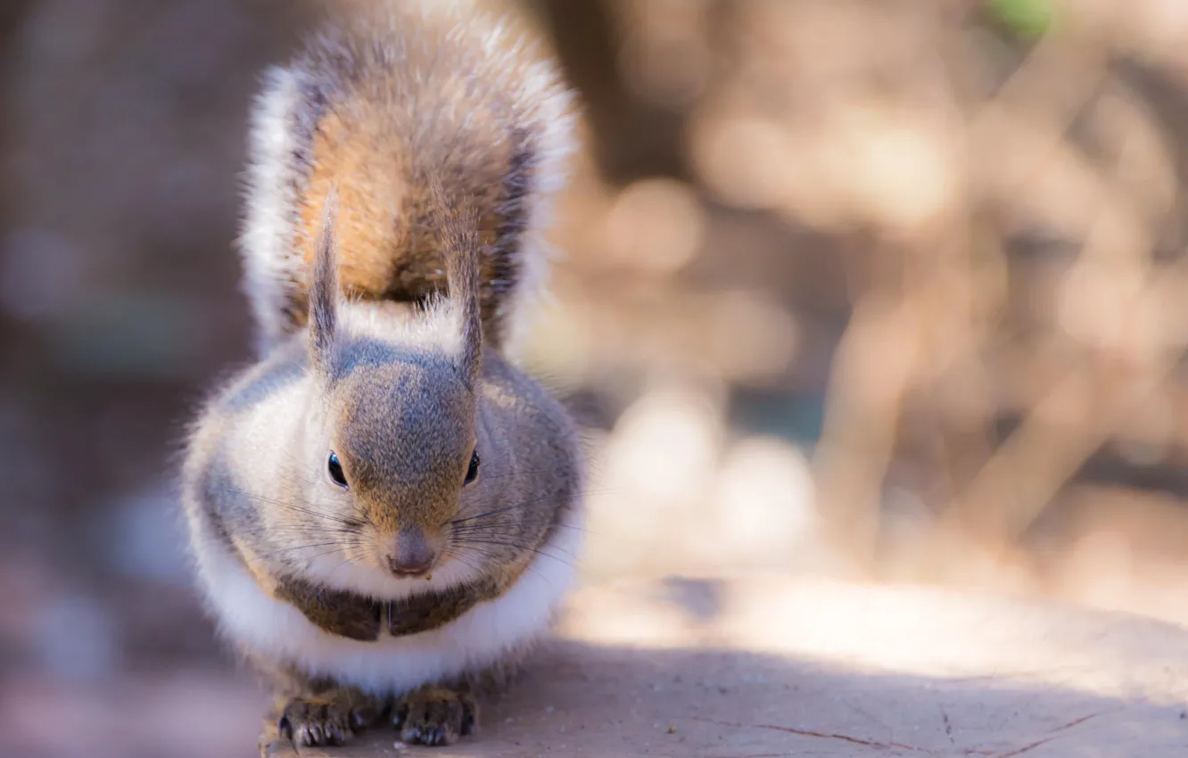 Photo wallpaper stump, protein, bokeh