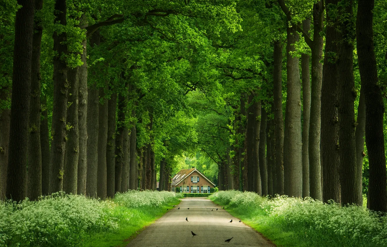 Photo wallpaper road, trees, birds, trunks, house, alley
