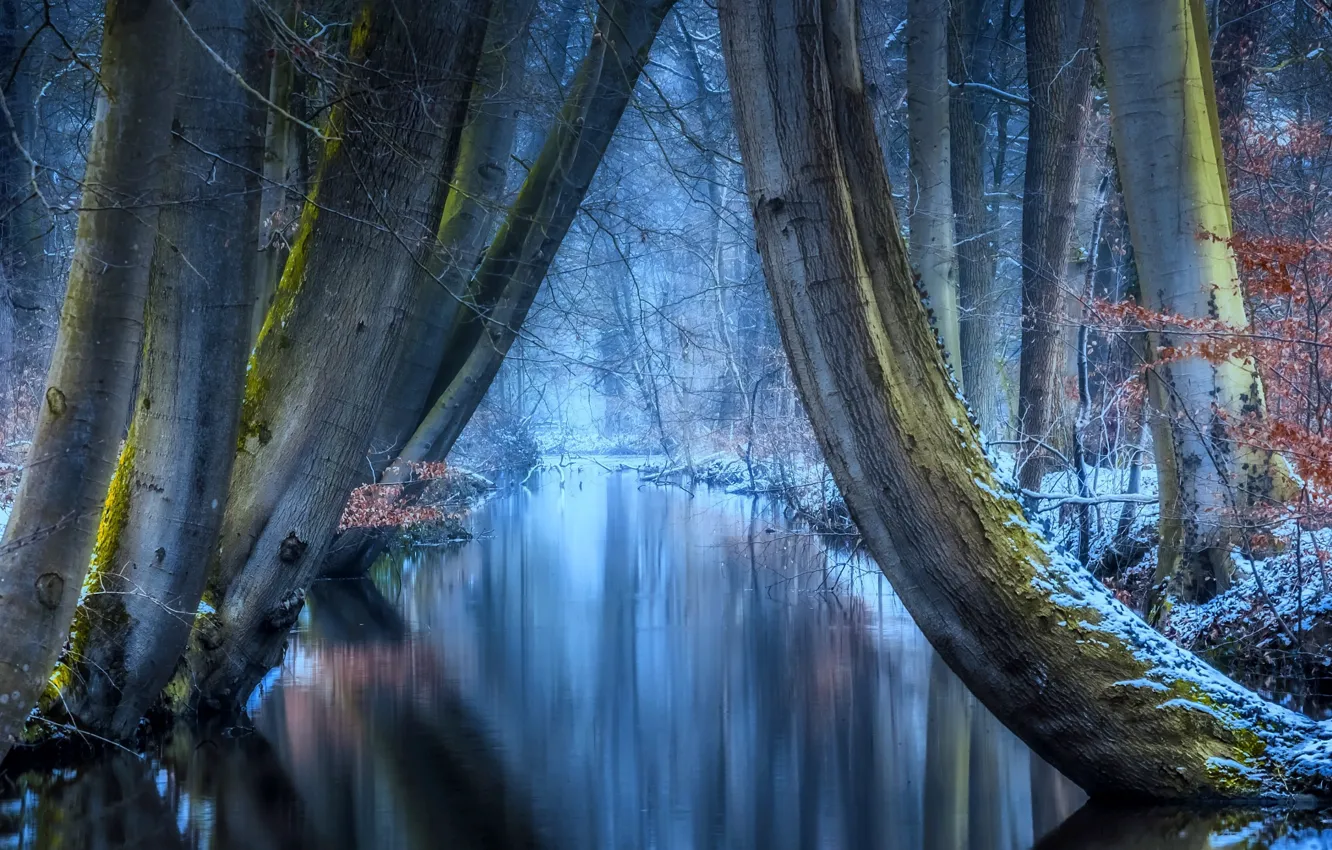 Photo wallpaper winter, frost, forest, trees, nature, reflection, frost, river