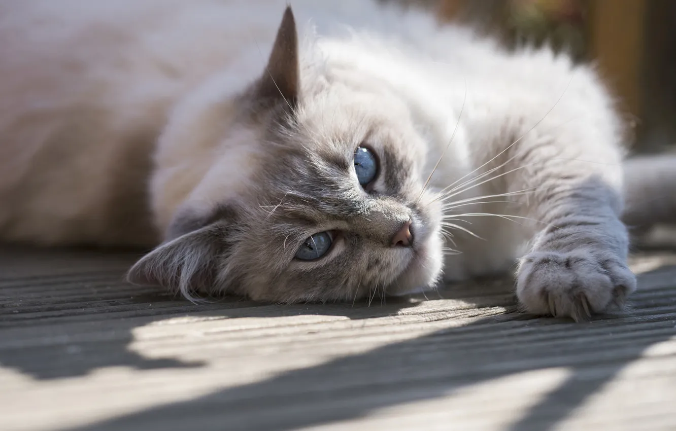 Photo wallpaper shadow, Ragdoll, mustache, look, floor, strip, pose, cat