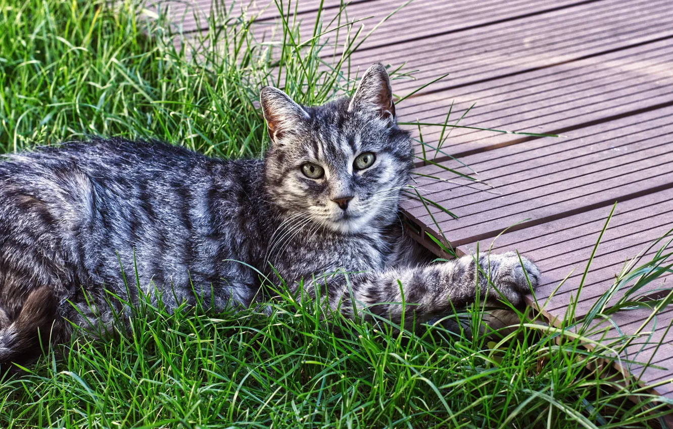 Photo wallpaper cat, summer, grass, cat, look, face, nature, pose