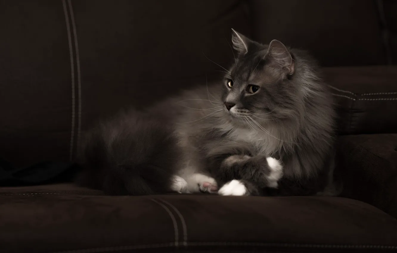 Photo wallpaper cat, cat, look, face, the dark background, grey, sofa, fluffy