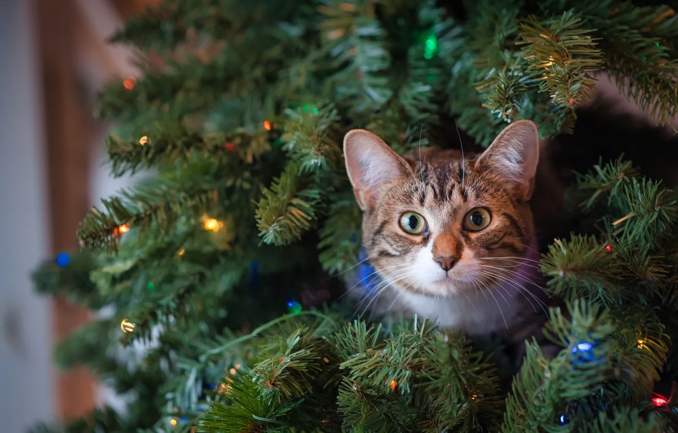 Photo wallpaper cat, look, tree, muzzle