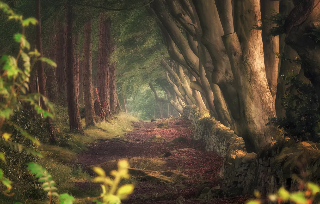 Photo wallpaper forest, Park, alley