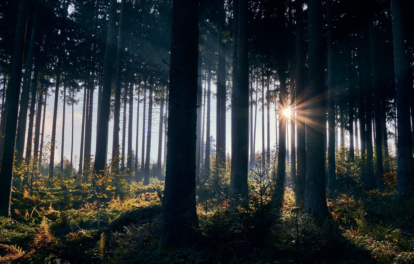 Photo wallpaper autumn, forest, the sun, rays, light, trees, fog, thickets