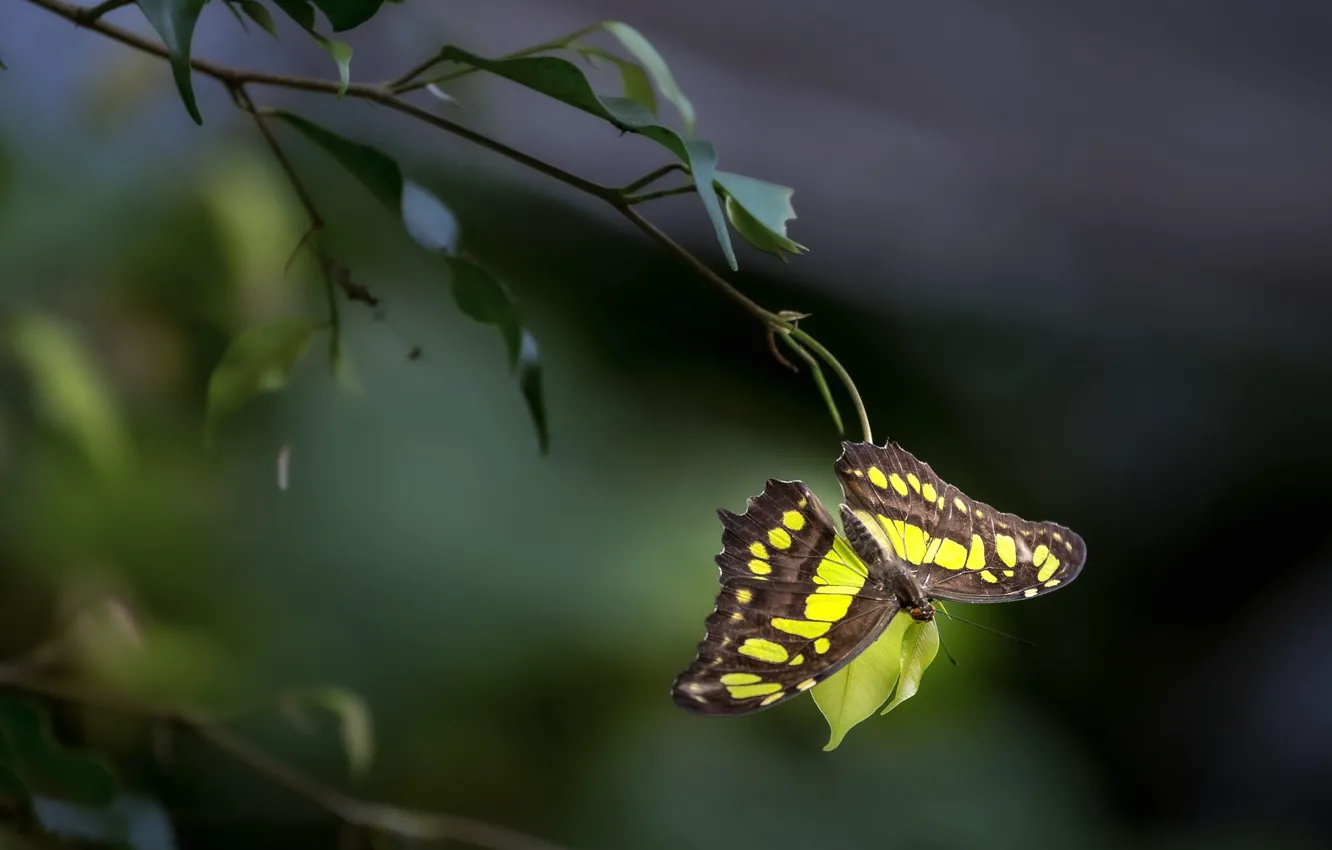Photo wallpaper leaves, macro, branches, yellow, nature, pattern, butterfly, plant