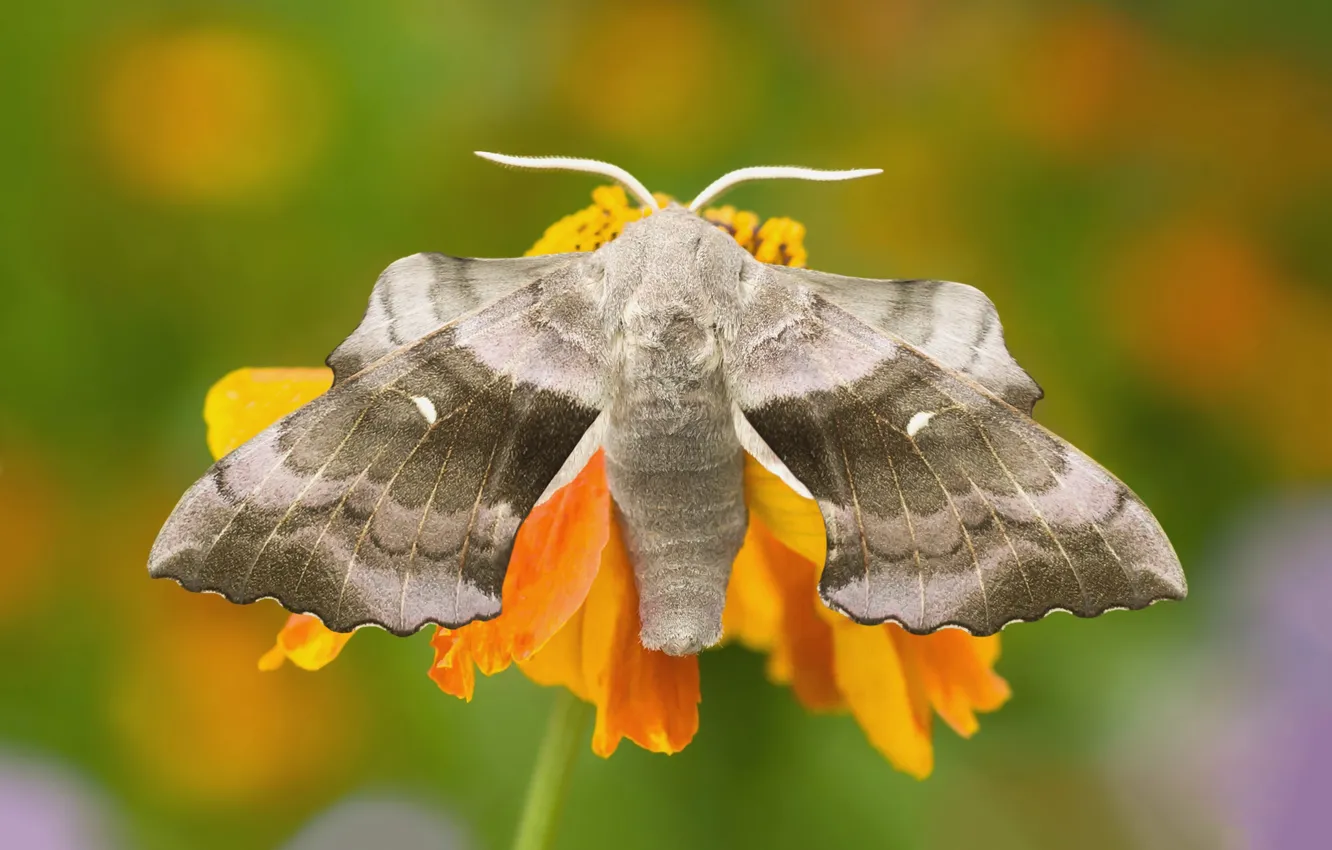 Photo wallpaper macro, flowers, grey, butterfly