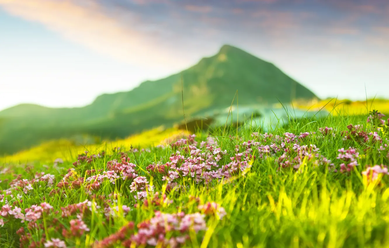 Photo wallpaper flowers, mountains, nature, spring, weed
