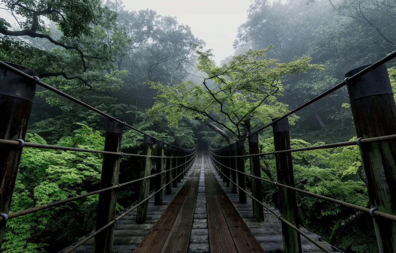 Photo wallpaper trees, bridge, nature, Japan, haze