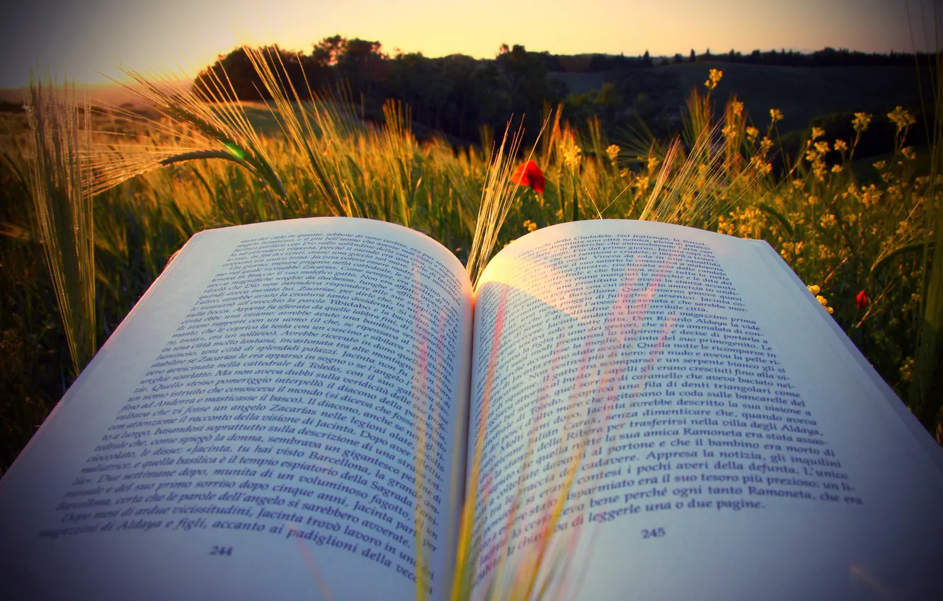 Photo wallpaper field, the sky, grass, clouds, landscape, sunset, flowers, nature