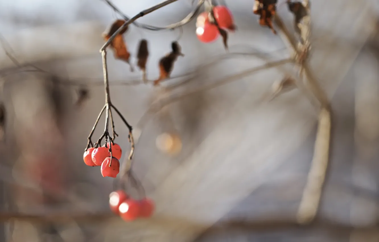Photo wallpaper macro, nature, berries, plant