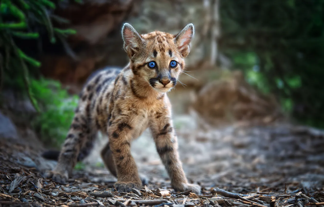 Photo wallpaper puma, native, curiosity, tones, instinct, cougar, juvenile
