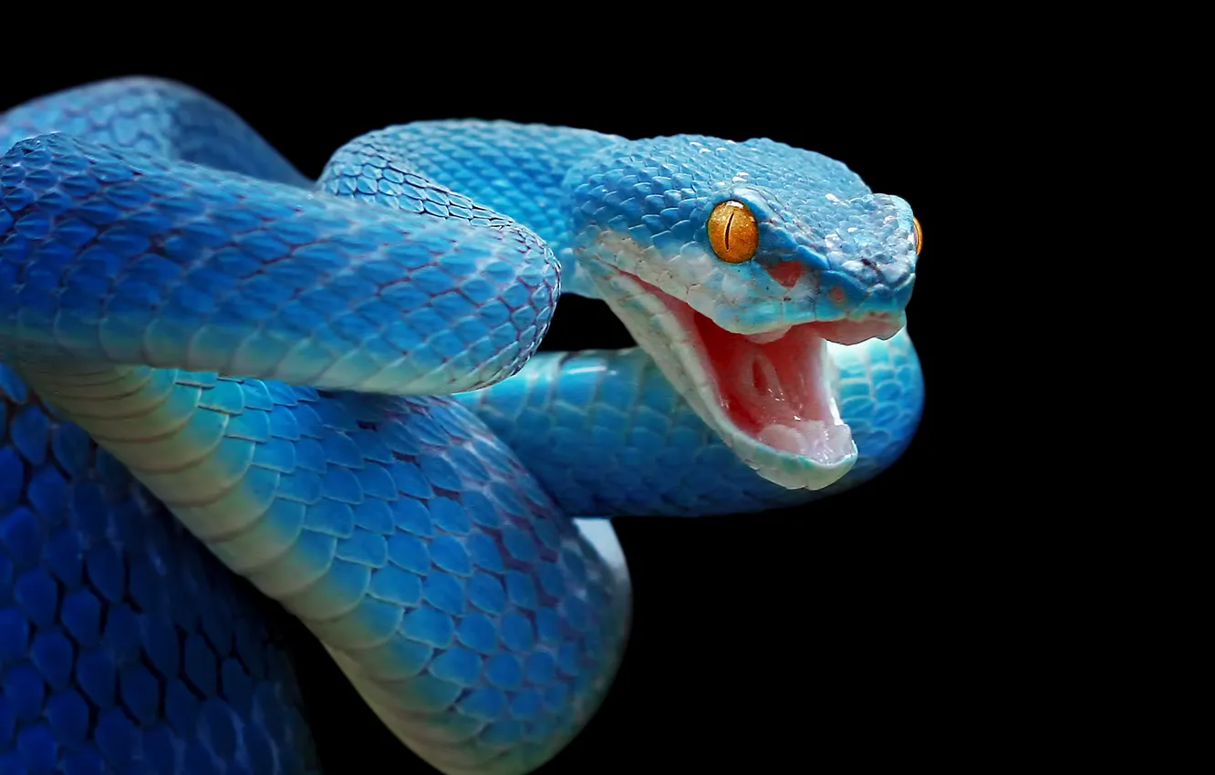 Photo wallpaper snake, skin, scary, snakes, reptile, scales, serpent, species