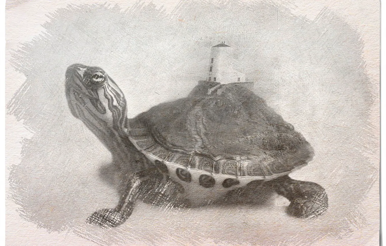 Photo wallpaper figure, turtle, image, illusion, black and white picture, picture a simple pencil