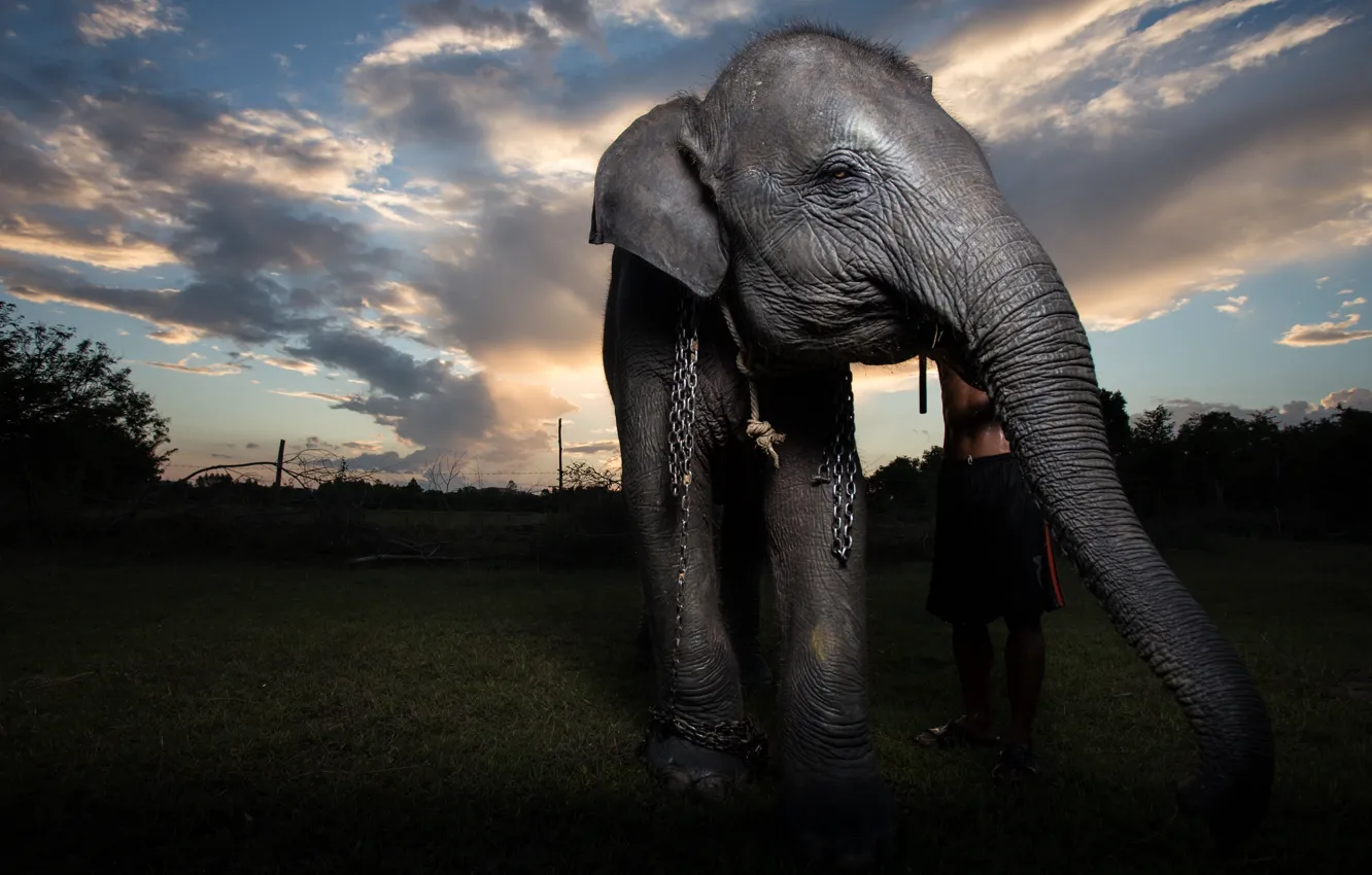 Photo wallpaper look, face, night, people, elephant