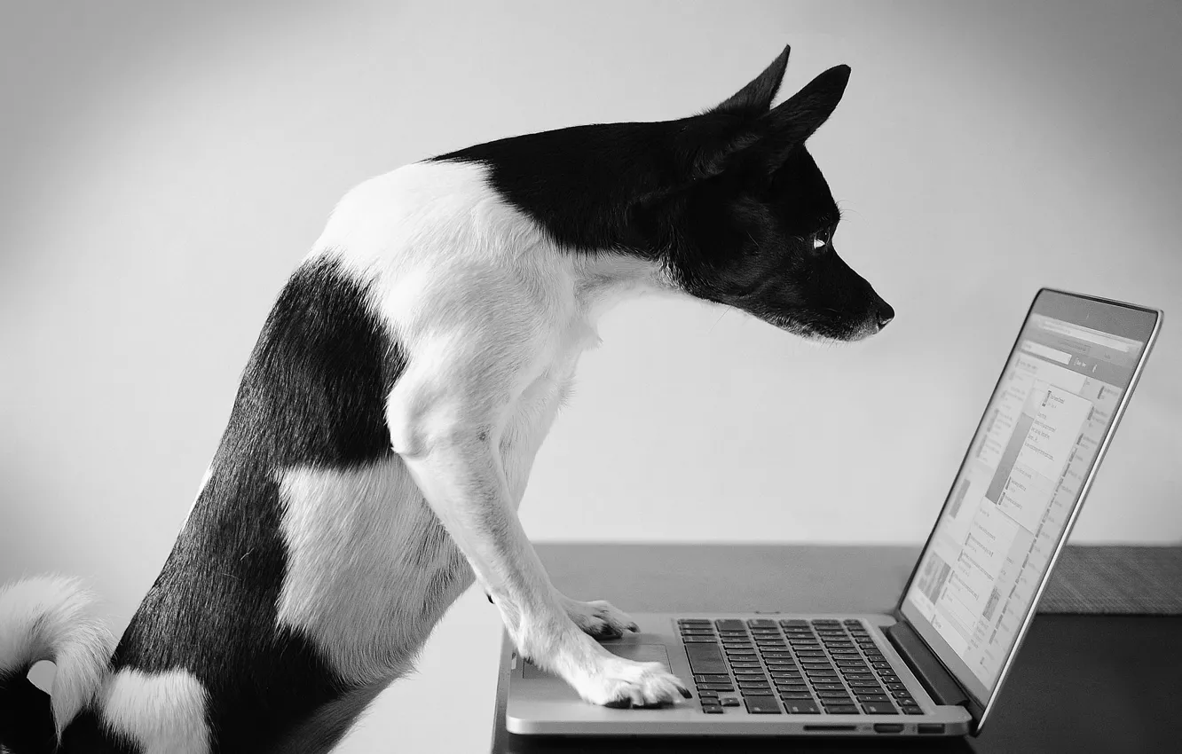 Photo wallpaper computer, look, dog, laptop