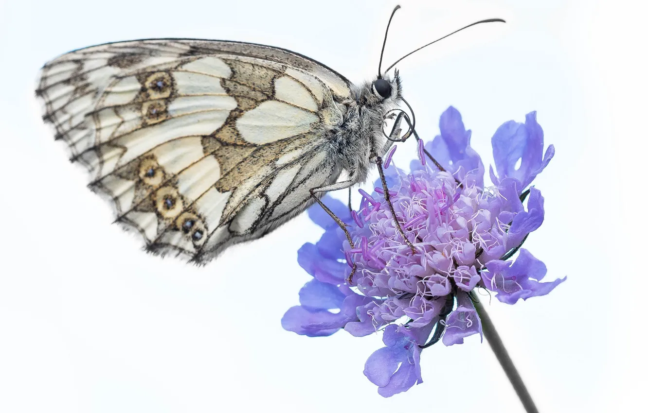 Photo wallpaper flower, butterfly, light background