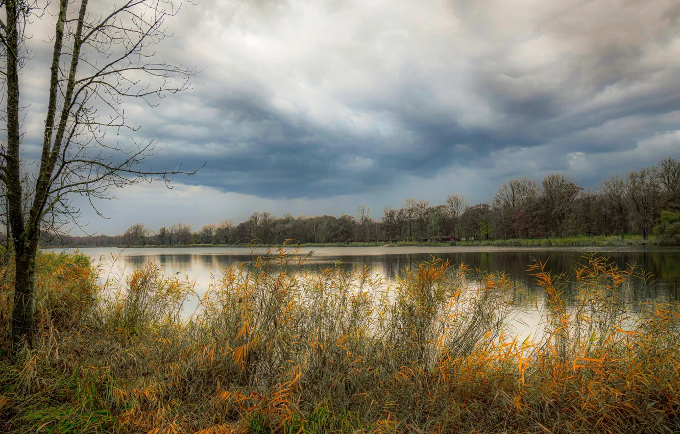 Photo wallpaper autumn, grass, trees, shore, the bushes, pond