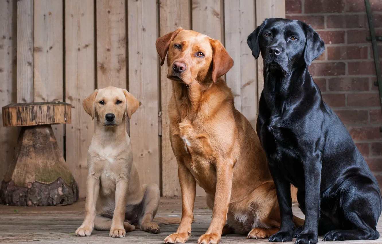 Photo wallpaper each, dog, trio
